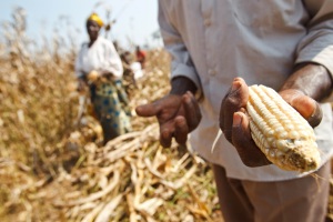 28 June 2011, Kyembe - Local farmers harvesting corn. As part of the GCP-040 project, local farmers have received tools, seeds and technical training to help them boost production and help mitigate the rising prices of food.
FAO Project GCP /GLO/258/EC: EU Food Facility programme monitoring and visibility - Batch 1 (209/557), BKF (210/508) and ERI (215/181) - EU Food Facility programme monitoring and visibility.