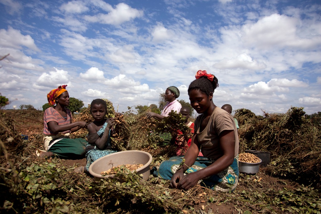 21 May 2013, Mchinji, Malawi- Flora Chimtolo, right, Agnes Chioko, left, Alinafe Mduwa, centre, and girls Brenda Kapeni, near camera, and Regina Bauti, 2nd right, are harvesting groundnuts in Mduwa's field at Mzingo Village, Traditional Authority Mavwere in Mchinji District, central Malawi, May 21, 2013. PHOTO FAO/AMOS GUMULIRA