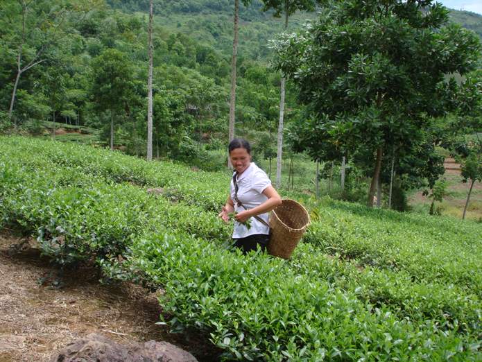 female farmer collecting tea leave in_DongCao_ThuCuc_Vietnam[1]