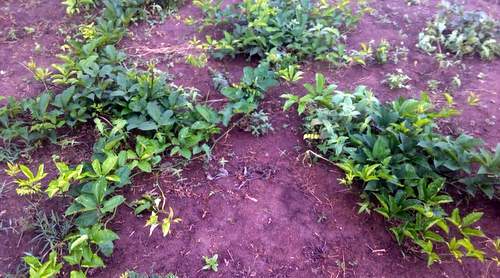Growing pumpkin leaf vegetables on my small scale farm