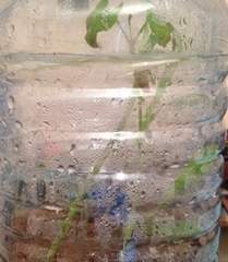 Terrarium Small Scale Model Showing Bean and Maize Plants at 7 Days After Planting