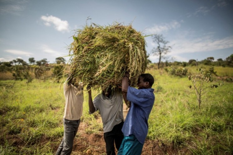 42-©FAOMarco Longari FAO