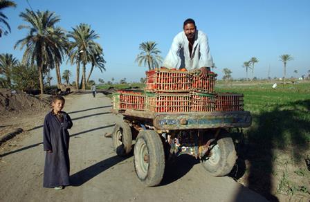 MENA consultation©FAO_Ami Vitale