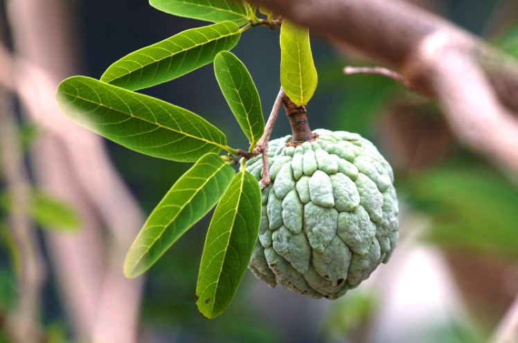 25904577813_c64513e0ae_k