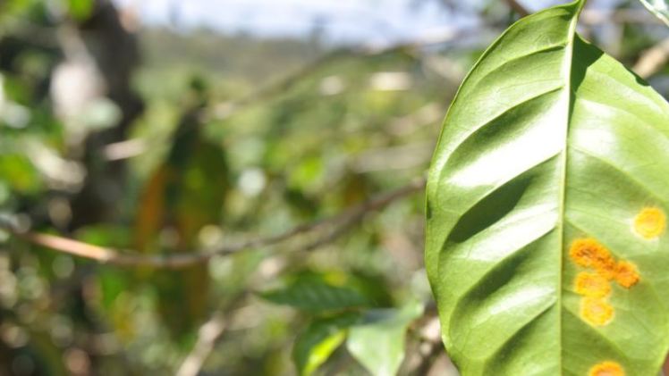 Picture leaf rust Serfilippi and Rios