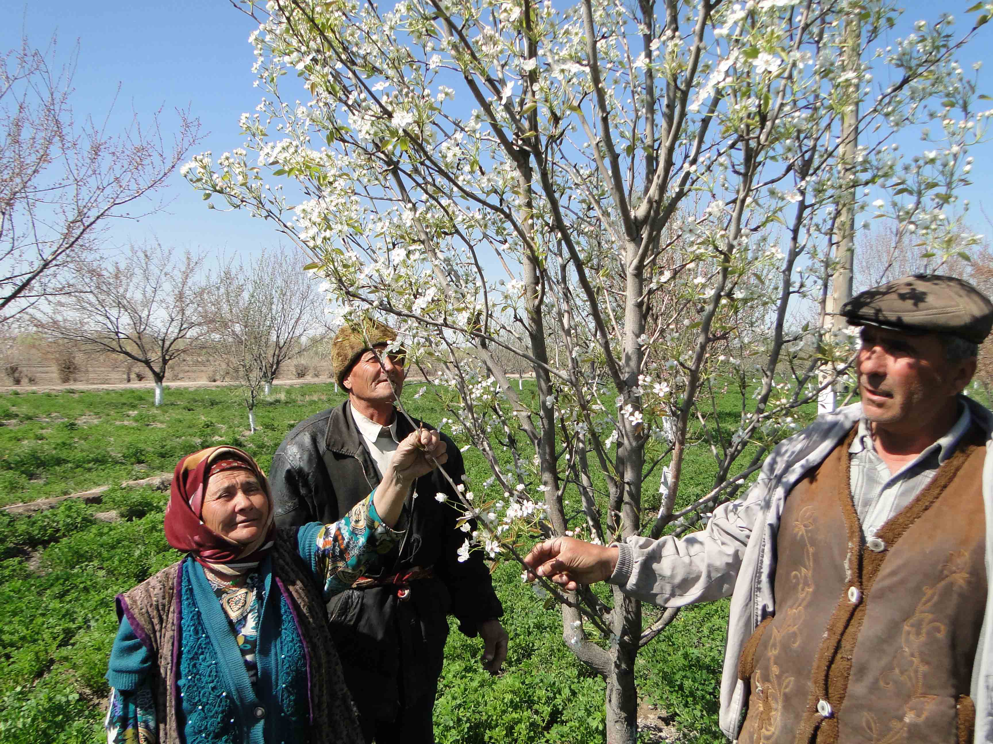 Collaboration for innovation: Rural Advisory Services in Central Asia and Southern Caucasus