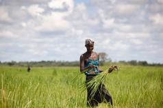 2014 World Agriculture Prize awarded to world-renowned soil scientist Paul Vlek