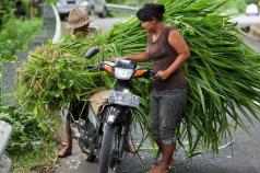 Providing Better Extension Services for Family Farmers